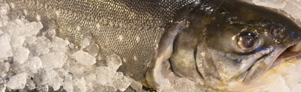 arctic char