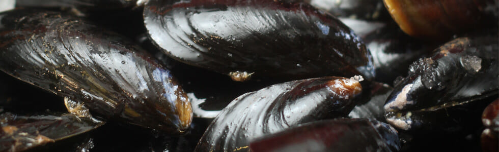 mediterranean mussels