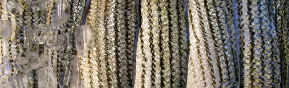 striped bass