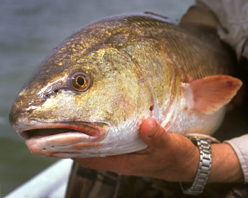 redfish