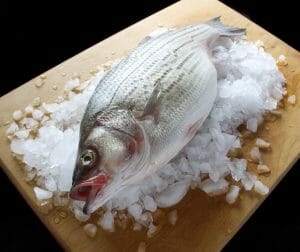Whole Striped Bass