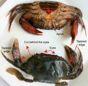 soft shell crabs for cleaning