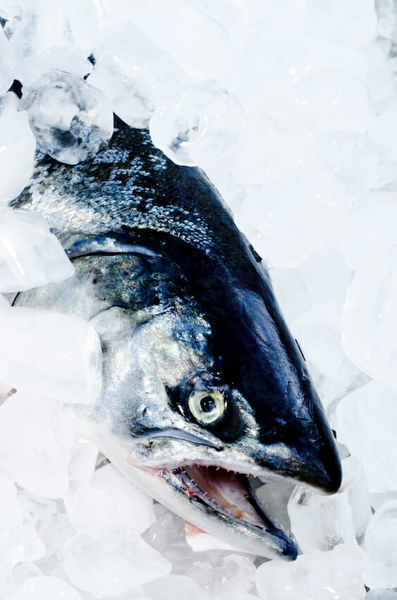 Yakutat Coho Salmon