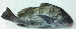 black drum