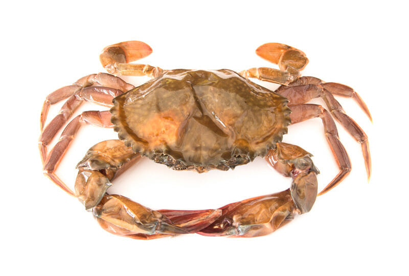 soft-shell crab