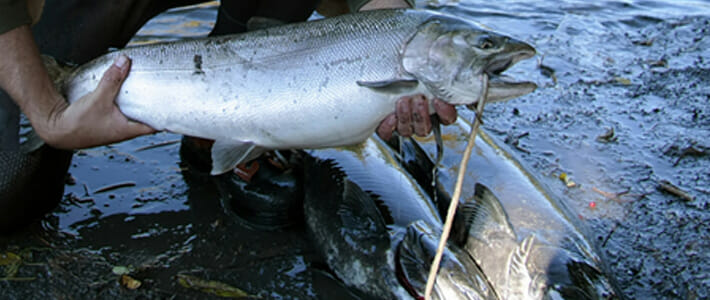 Shockingly huge' steelhead salmon escape fish farm, threatening B.C. lake -  Terrace Standard